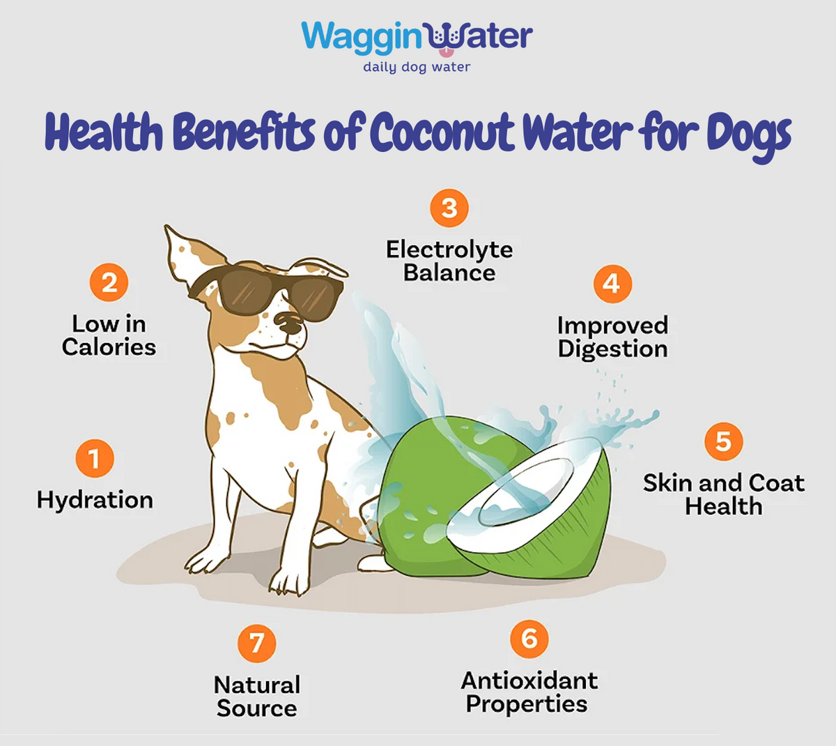 Coconut Water for Dogs - 12oz Cans (6-pack) – Waggin Water