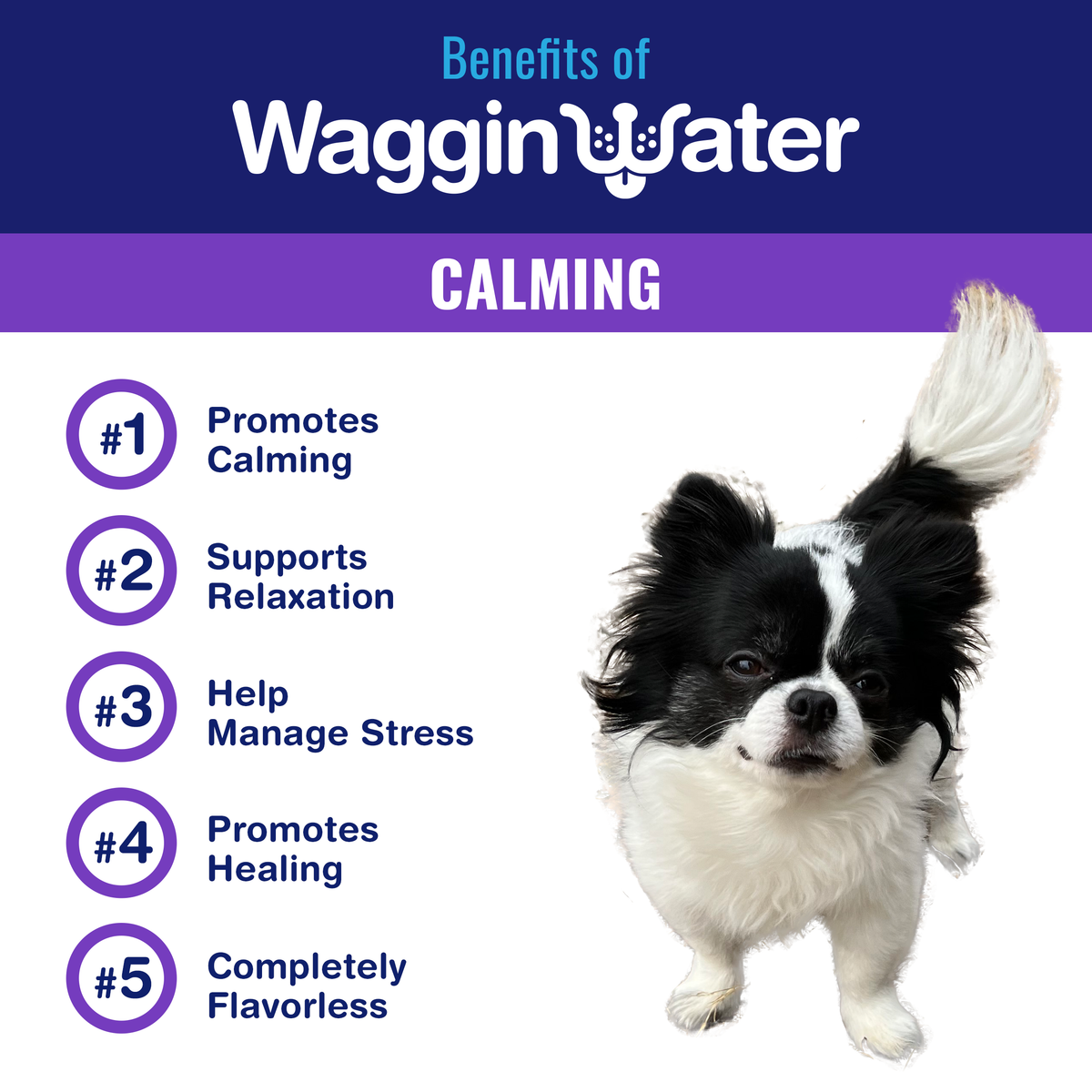 http://wagginwater.com/cdn/shop/products/WW_Calming_02_1200x1200.png?v=1695478856
