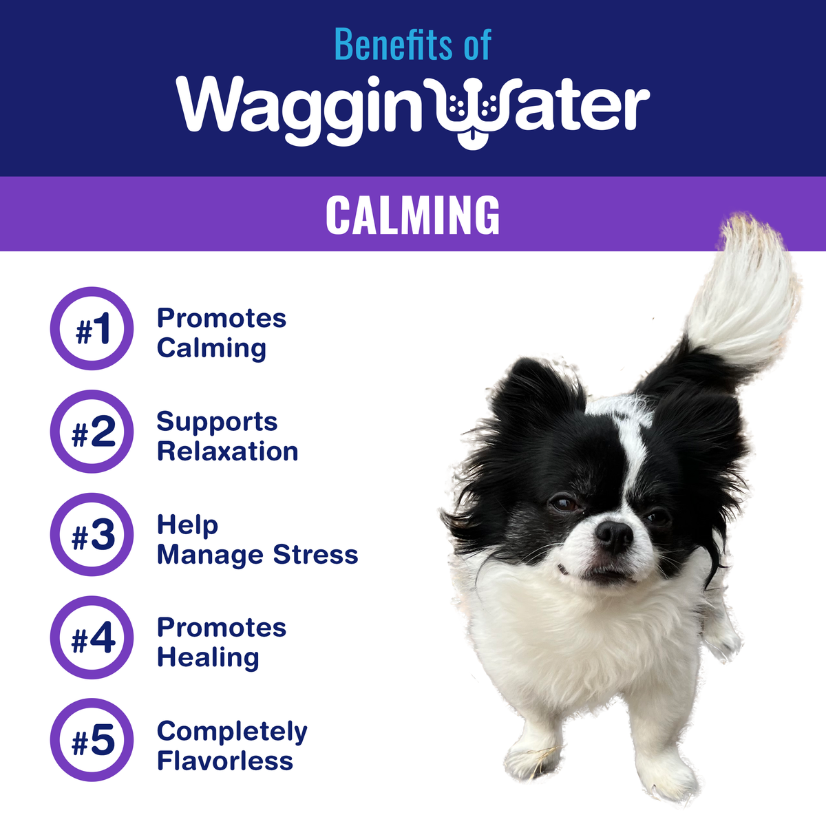 Calming stuff for sales dogs