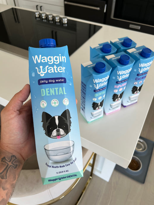 Debuting "Daily Dog Water" @ SuperZoo