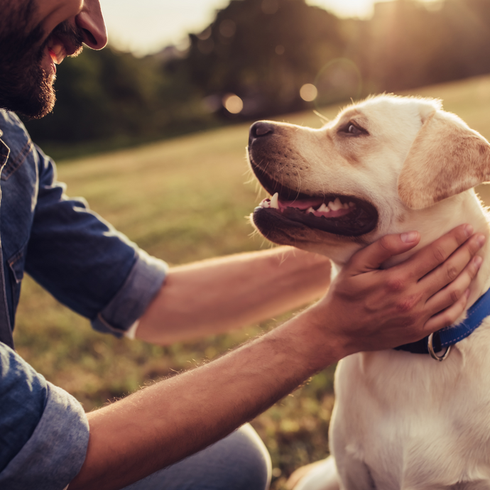 How to Keep Your Dog Happy and Healthy