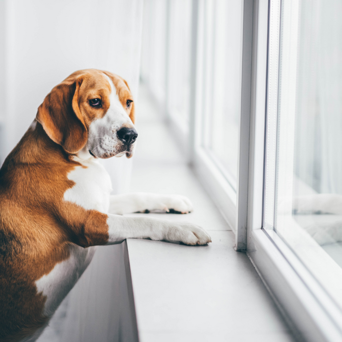Helping Your Pup Feel Calm: Tips for Managing Separation Anxiety in Dogs
