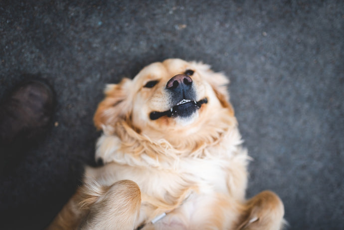 The Link Between Water and Digestive Health in Dogs: A Hilarious Investigation!